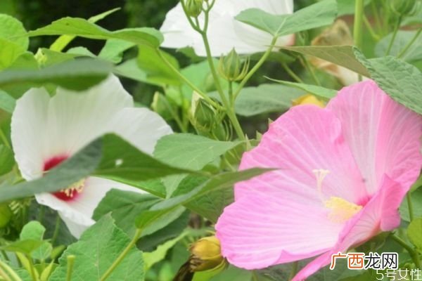 什么是芙蓉葵呢 芙蓉葵有什么作用呢