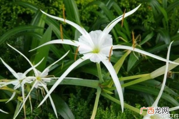 文殊兰的花语是什么呢 文殊兰的种植有什么注意的呢