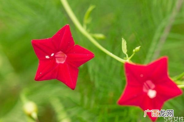 五星花的花语是什么呢 五星花的种植有什么注意的呢