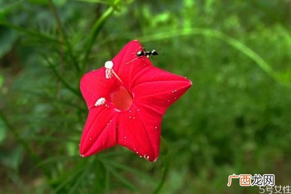 五星花的花语是什么呢 五星花的种植有什么注意的呢