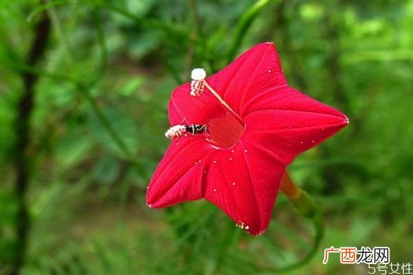 什么是五星花呢 五星花有什么作用呢