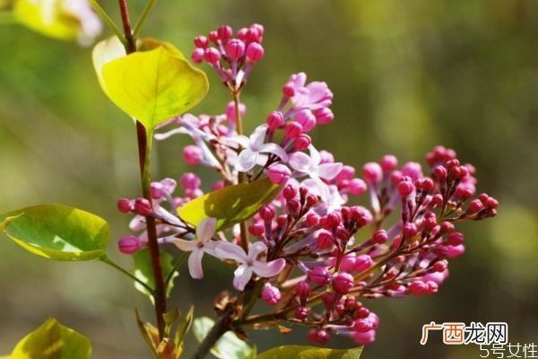 红丁香的花语是什么呢 红丁香的种植有什么注意的呢