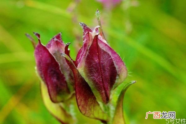 风毛菊的花期是什么时候呢 风毛菊的种植有什么注意的呢