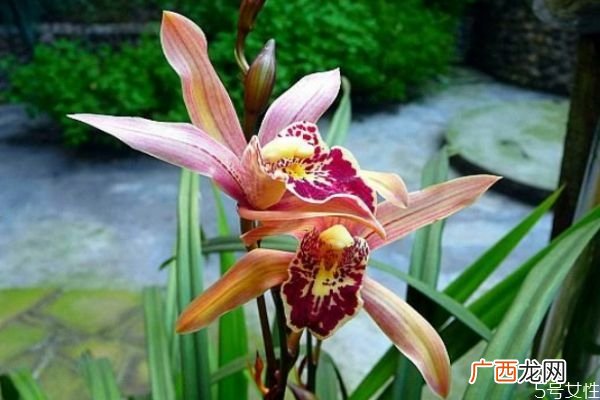 什么是夏兰呢 夏兰有什么作用呢