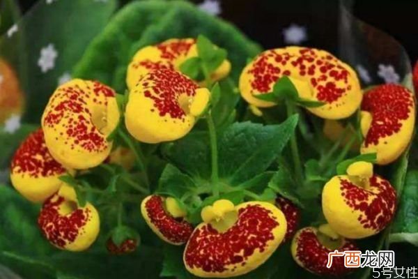 什么是蒲包花呢 蒲包花有什么作用呢