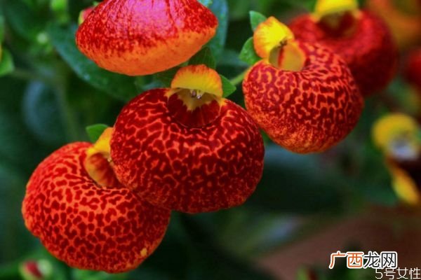 什么是蒲包花呢 蒲包花有什么作用呢