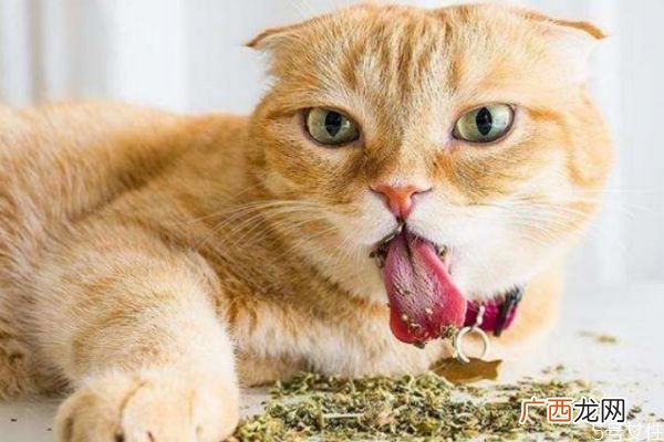 什么是猫薄荷呢 猫薄荷和猫草一样吗