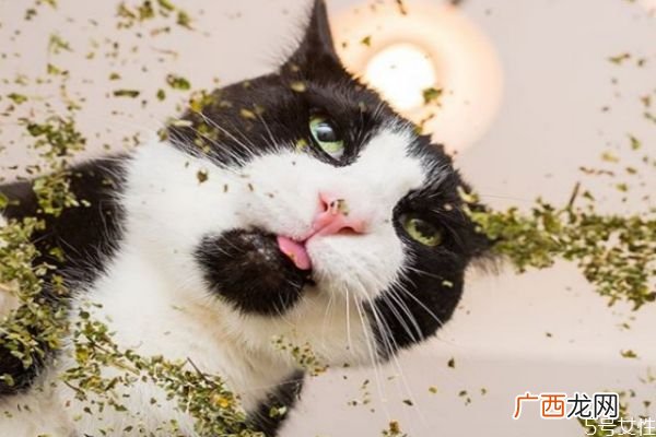 什么是猫薄荷呢 猫薄荷和猫草一样吗