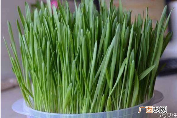 什么是猫草呢 猫草有什么作用呢