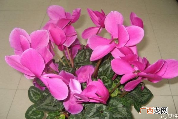 兔子花的花期是几月份呢 兔子花有香味吗