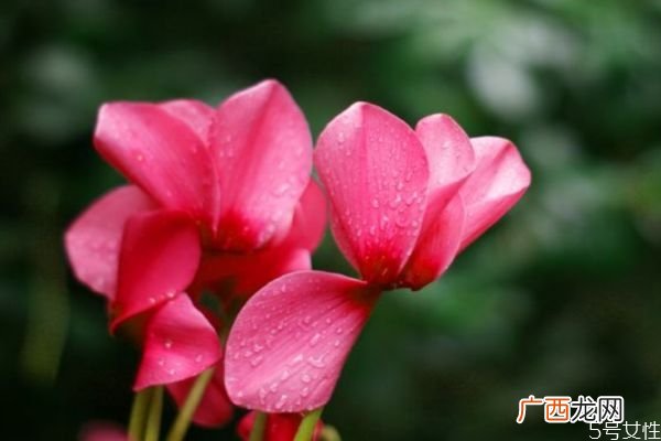 兔子花的花期是几月份呢 兔子花有香味吗
