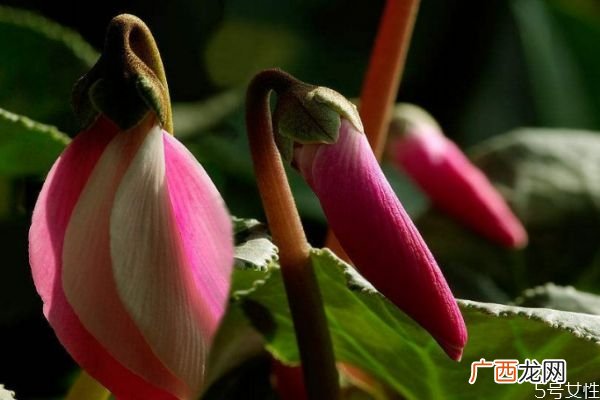 兔子花的花期是几月份呢 兔子花有香味吗