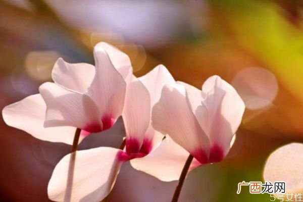 什么是兔子花呢 兔子花有什么用呢
