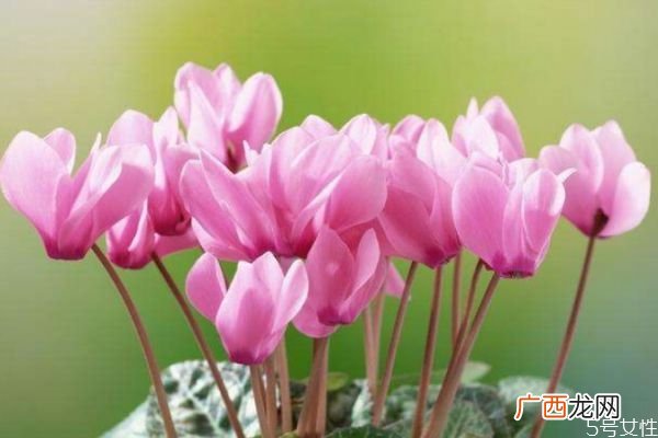 什么是兔子花呢 兔子花有什么用呢