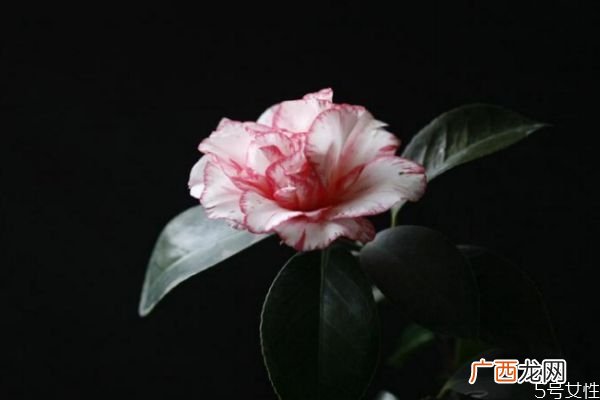 山茶花的花语是什么呢 山茶花应该怎么种植呢