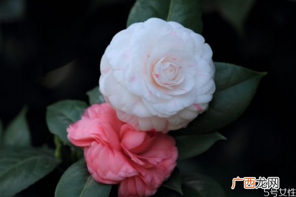 山茶花的花语是什么呢 山茶花应该怎么种植呢