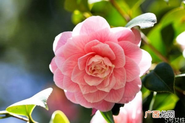 山茶花的花期是什么时候呢 山茶花有什么颜色的呢