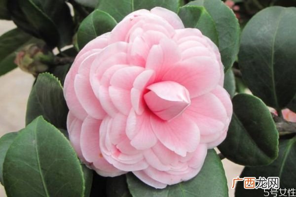 山茶花的花期是什么时候呢 山茶花有什么颜色的呢