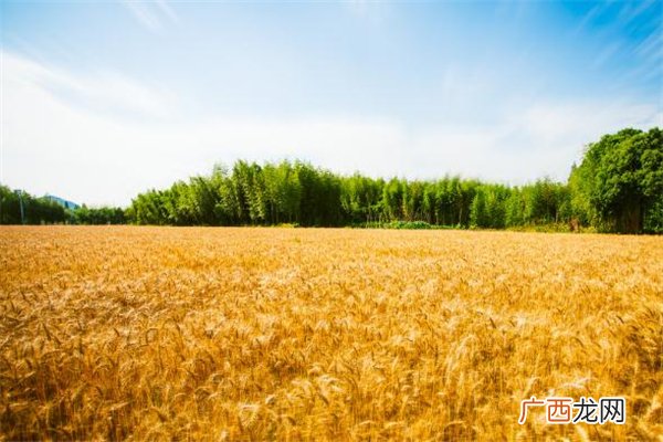 小满后面是什么节气 小满之后的节气介绍