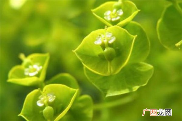 小满后面是什么节气 小满之后的节气介绍