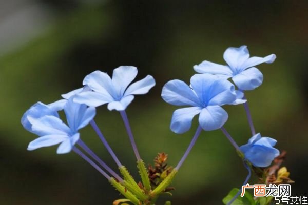 蓝雪花是一种什么植物呢 蓝雪花有什么作用呢