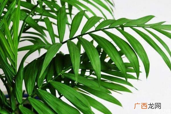 散尾葵的花语是什么呢 散尾葵的种植需要注意什么呢