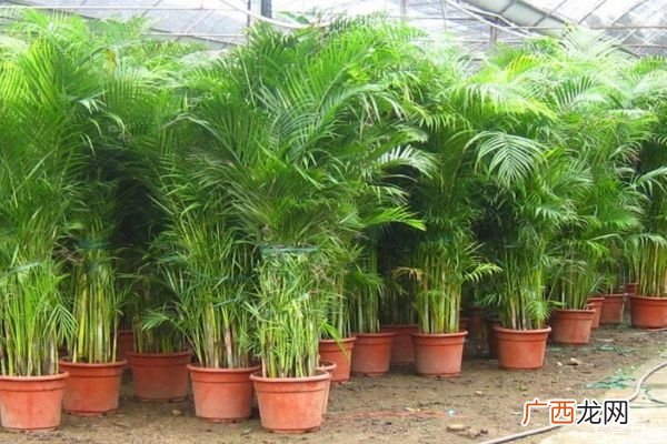 散尾葵是一种什么植物呢 散尾葵有什么作用呢
