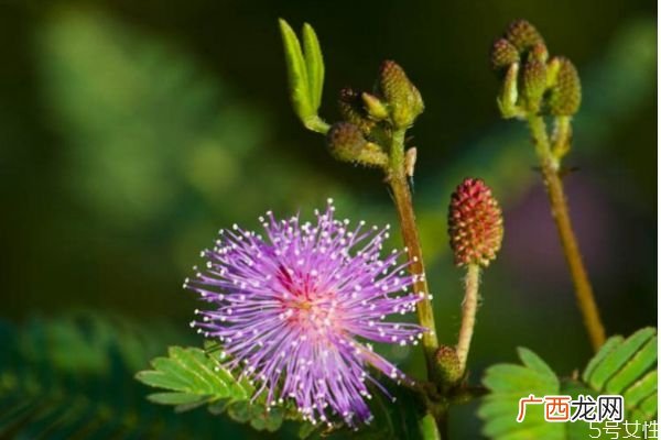 含羞草的花语是什么呢 含羞草开花是几月份呢