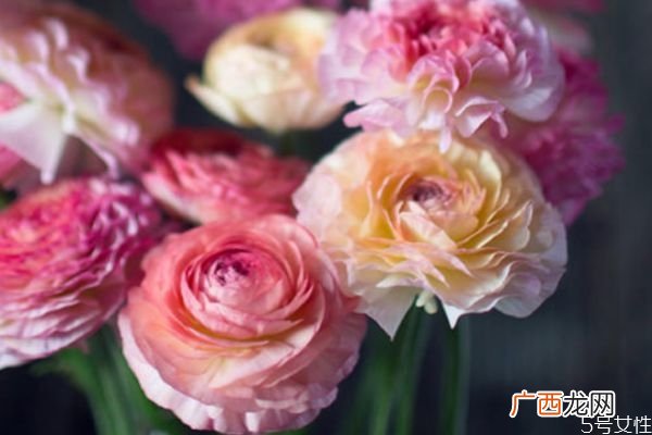 花毛茛的花语是什么呢 花毛茛有什么颜色的呢