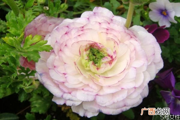什么是花毛茛呢 花毛茛有什么作用呢