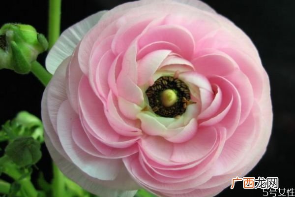 什么是花毛茛呢 花毛茛有什么作用呢