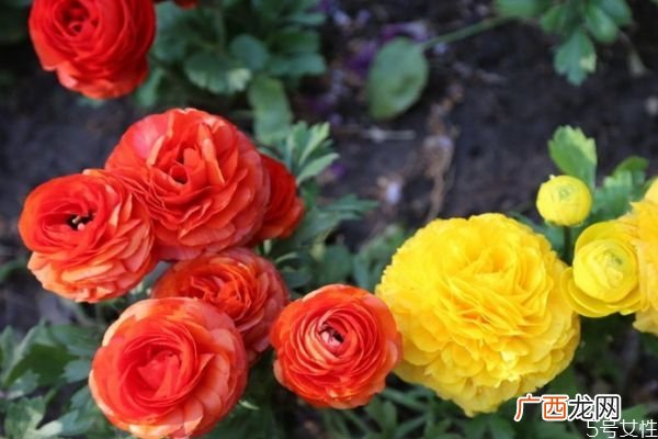 什么是花毛茛呢 花毛茛有什么作用呢