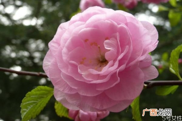 榆叶梅的花语什么呢 榆叶梅的种植需要注意什么呢
