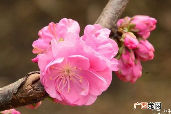 榆叶梅的花语什么呢 榆叶梅的种植需要注意什么呢