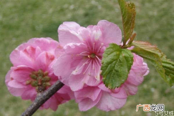 榆叶梅的花语什么呢 榆叶梅的种植需要注意什么呢