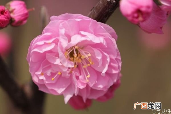 榆叶梅是一种什么植物呢 榆叶梅有什么作用呢