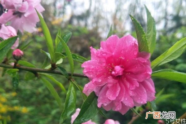 榆叶梅是一种什么植物呢 榆叶梅有什么作用呢
