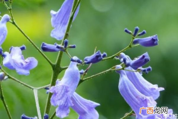 蓝花楹的花语有什么呢 蓝花楹种植需要注意什么呢