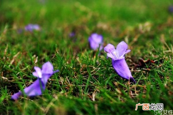 蓝花楹的花语有什么呢 蓝花楹种植需要注意什么呢