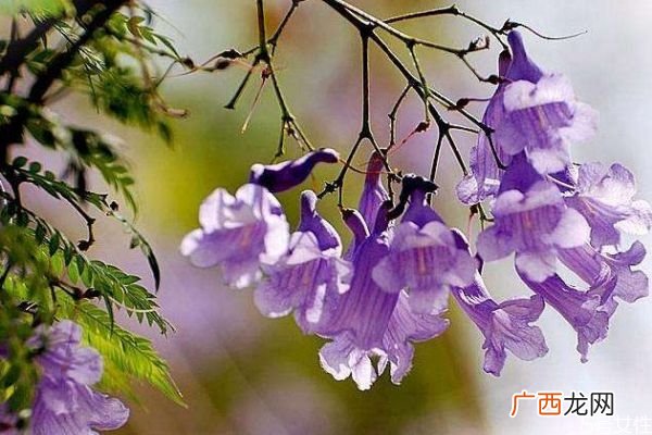 蓝花楹的花语有什么呢 蓝花楹种植需要注意什么呢