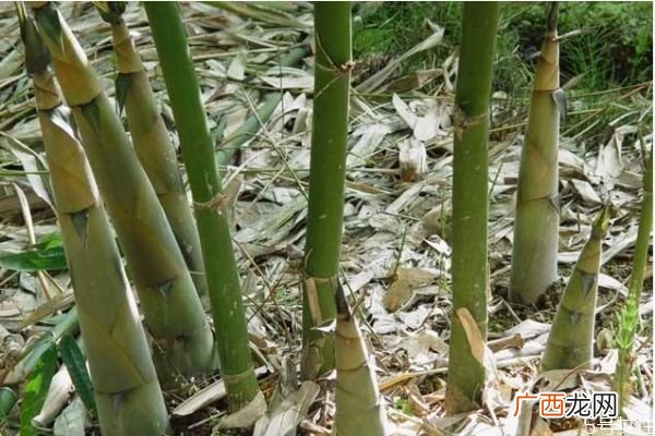 竹子可以吃吗 竹子有什么营养价值呢