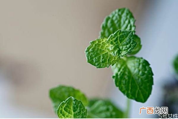 薄荷可以开花吗 薄荷对人体有什么好处呢