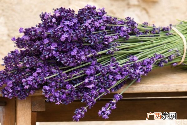 什么花的香味可以安神呢 薰衣草的香味有什么用呢