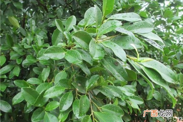 垂叶榕是一种什么植物呢 垂叶榕有什么作用呢