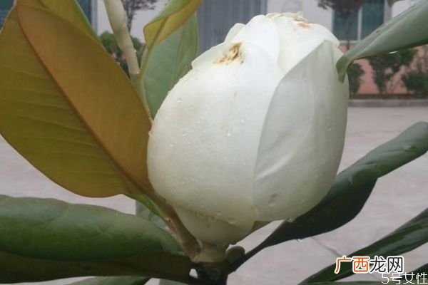 橡皮树的花语是什么呢 橡皮树有毒吗