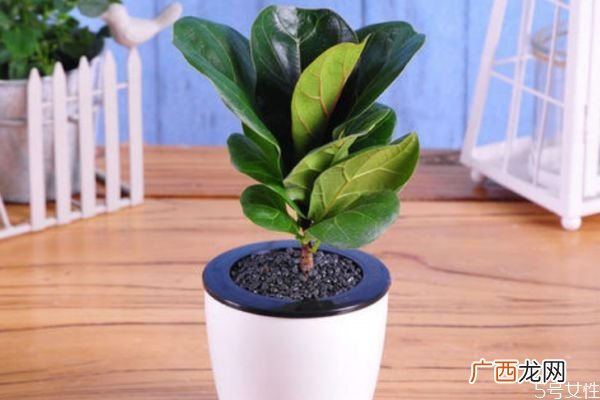 橡皮树的花语是什么呢 橡皮树有毒吗