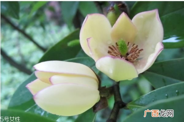 什么是含笑花呢 含笑花有什么作用呢
