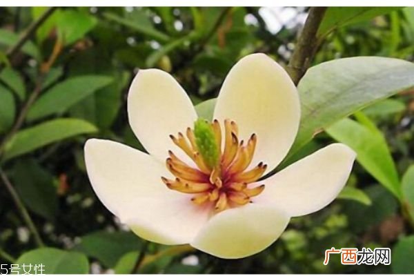 什么是含笑花呢 含笑花有什么作用呢