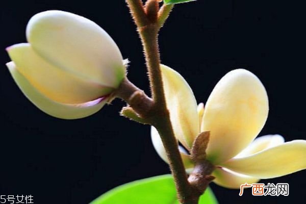 什么是含笑花呢 含笑花有什么作用呢