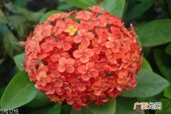 什么是八仙花呢 八仙花有什么作用呢